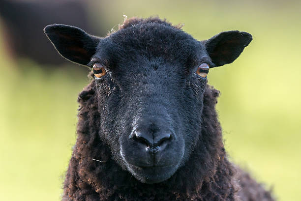 La oveja Negra se… farfullaba el lobo,